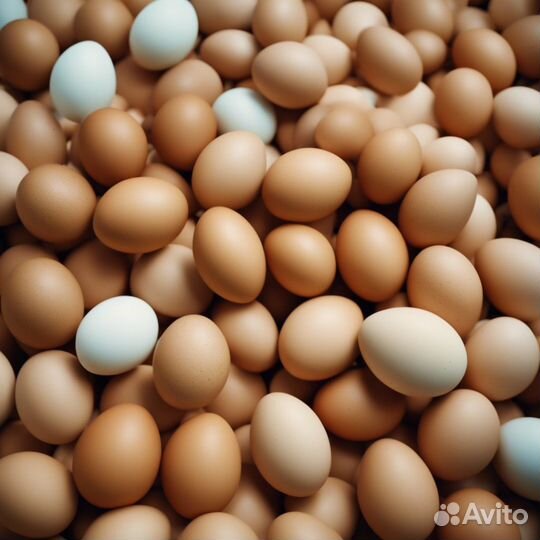 Яйцо куриное крупным оптом