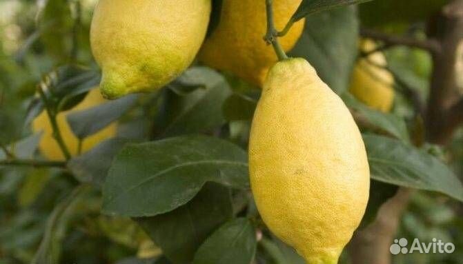 Комнатные лимоны