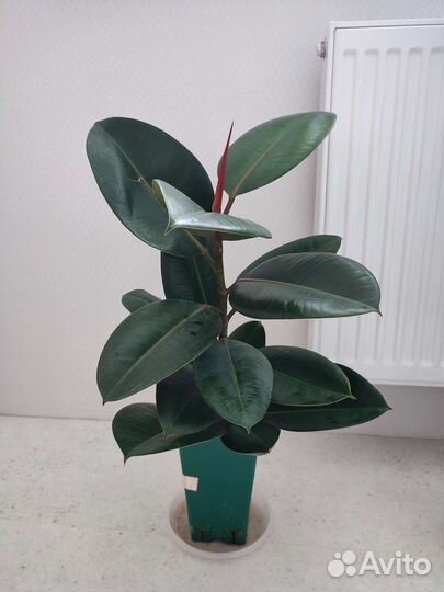 Фикусы, панданус