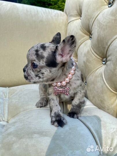 Французский бульдог щенки