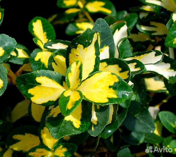 Бересклет японский