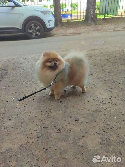 Породный груминг шпица