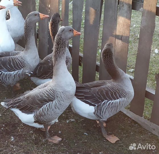 С/х животные
