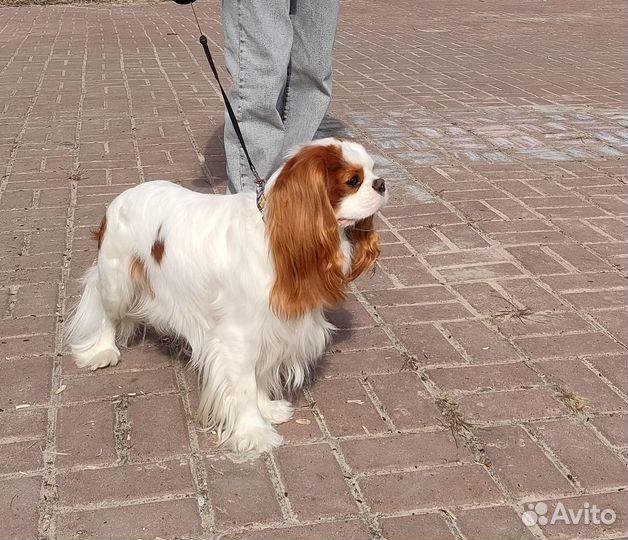 Кавалер кинг чарльз спаниель вязка