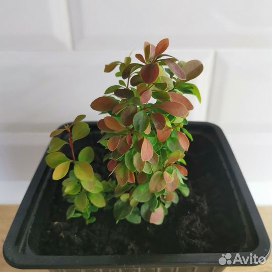 Барбарис карликовый