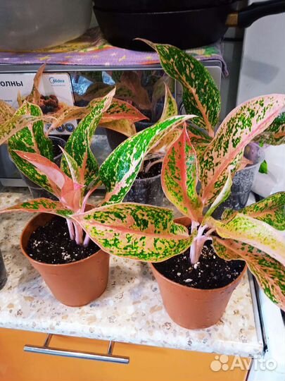 Аглаонема престиж