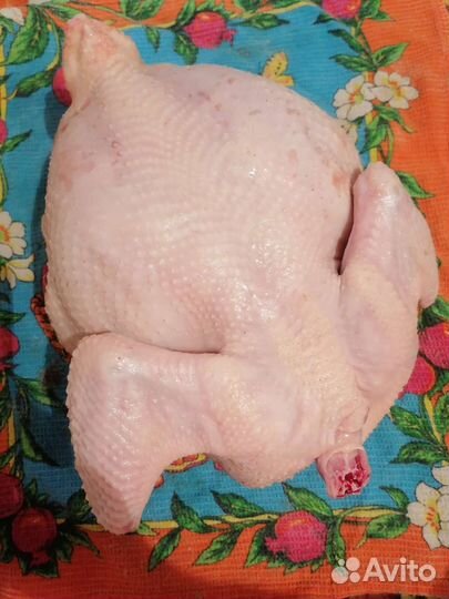 Курица домашняя