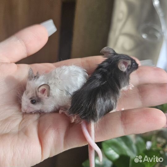 Декоративные мыши