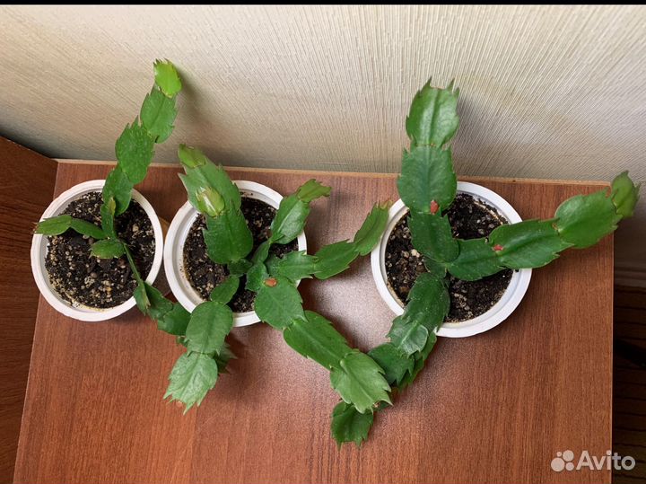 Декабрист (Шлюмбергера) желтый