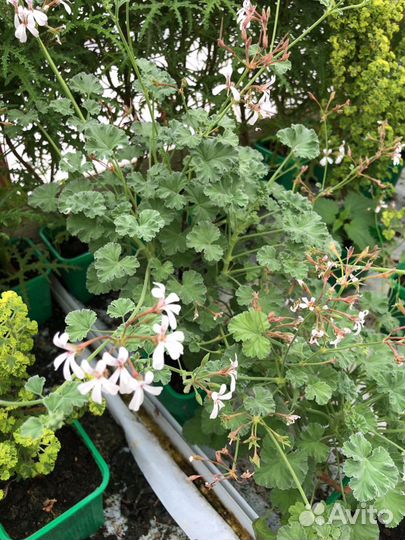 Герань душистая 12 видов