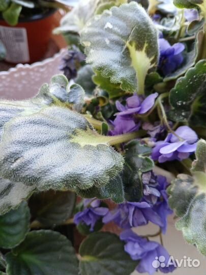 Орхидея, фиалки