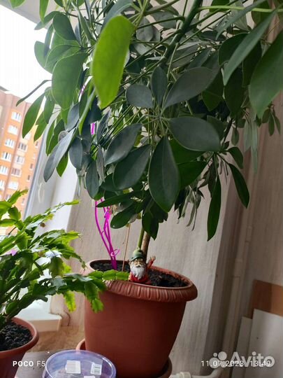 Цветок шефлера