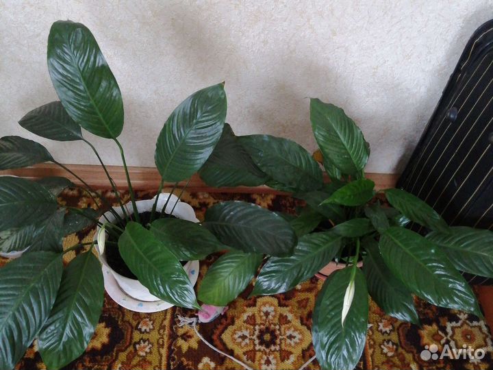 Спатифиллум