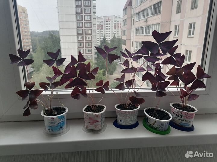 Кислица (цветок счастья)