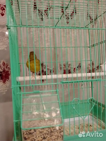 Канарейк