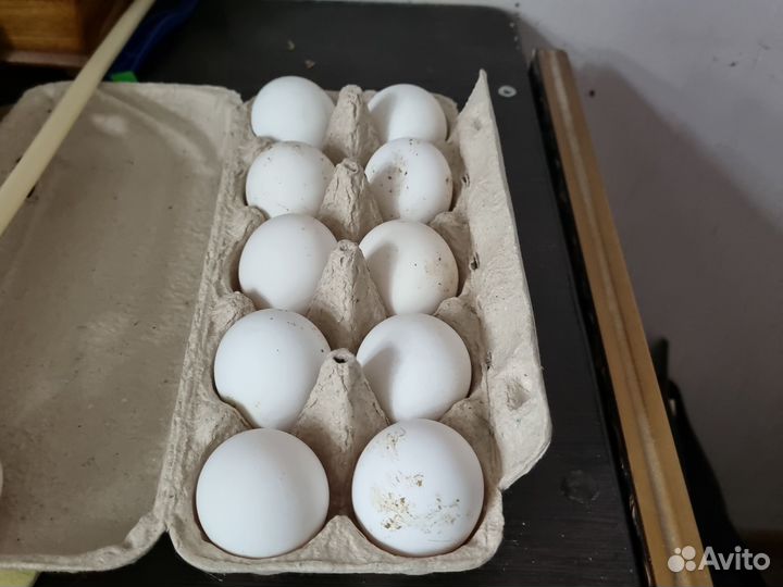 Козье молоко