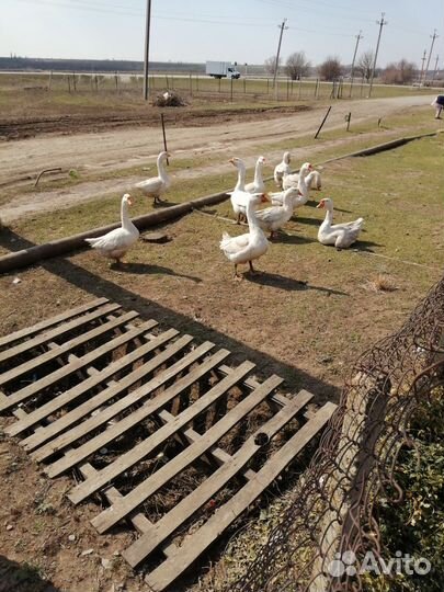 Гуси на племя линда