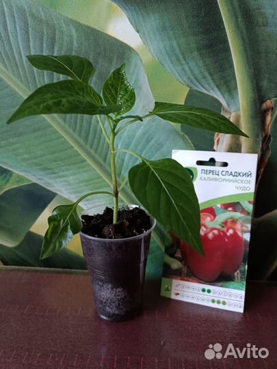 Рассада томатов, перца сладкого,острого,баклажан