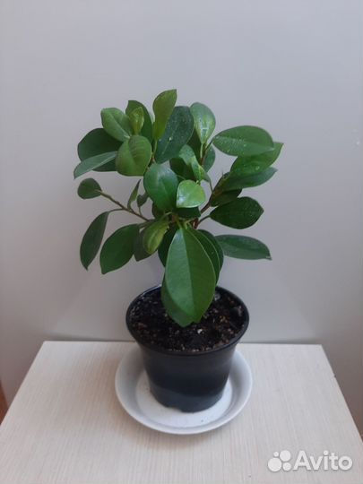 Комнатные цветы Фикус Макломе
