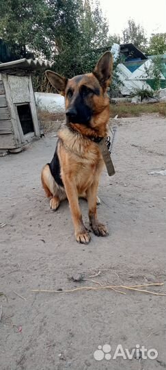 Немецкая овчарка добрые руки