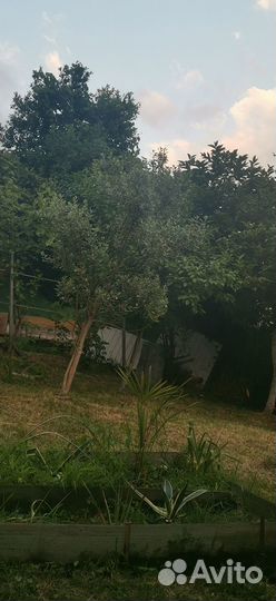 Фейхоа и мушмула