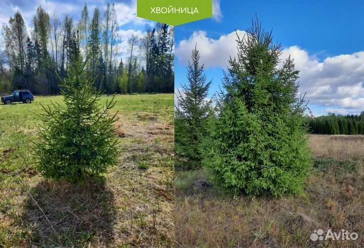 Ель с доставкой