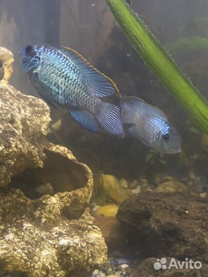 Аквариумные рыбки