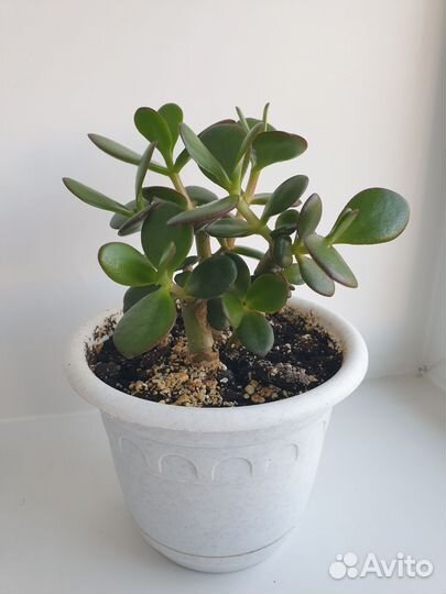 Крассула толстянка