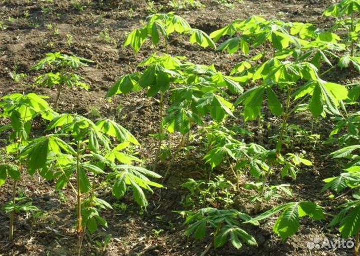 Саженцы каштана