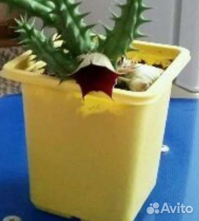 Цветок -гуэрния (вид суккулентов)