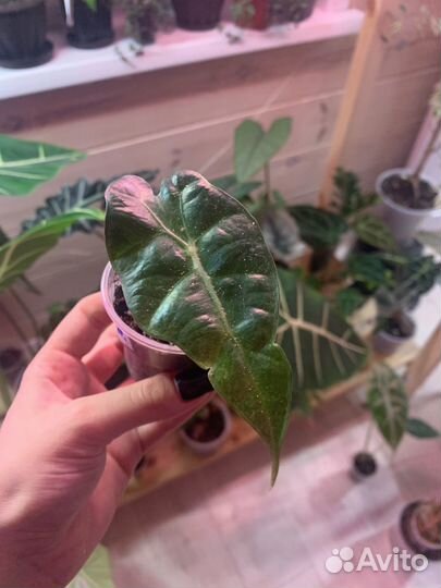 Алоказия полли