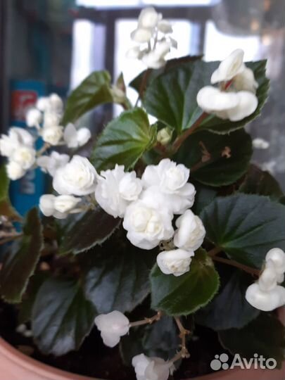 Бегония вечноцветущая махровая