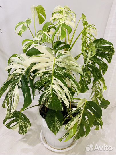 Монстера вариегатная Альба