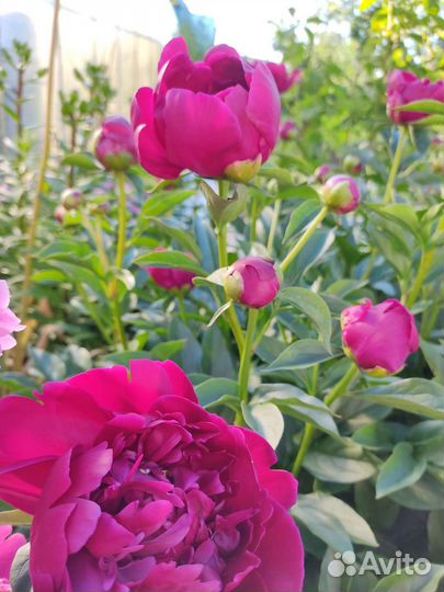 Пион Карл Розенфилд на осень