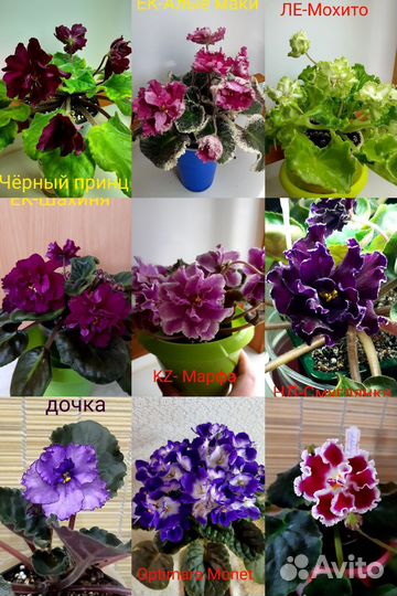 Фиалки детки, листы