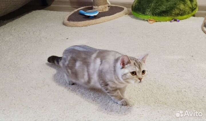 Молодая кошка