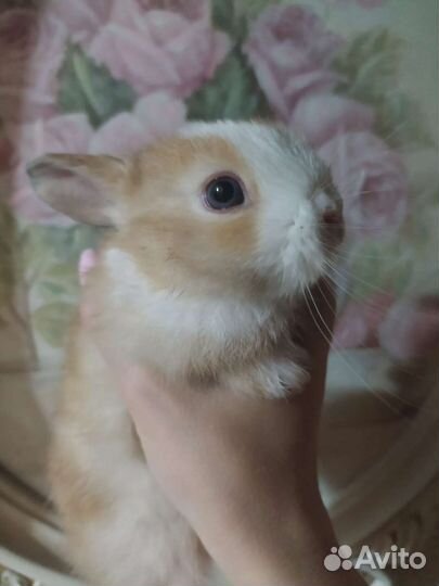 Декоративные карликовые кролики