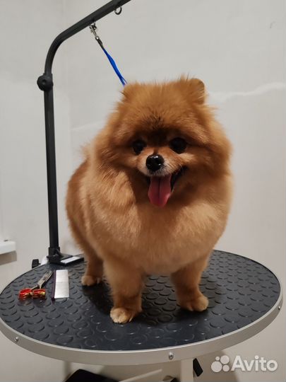 Услуга грумера