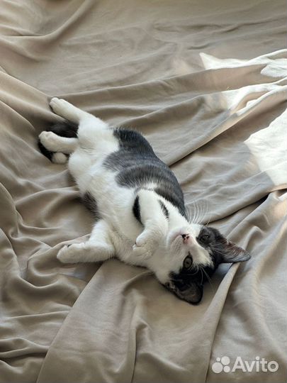 Пристраиваем кошечку