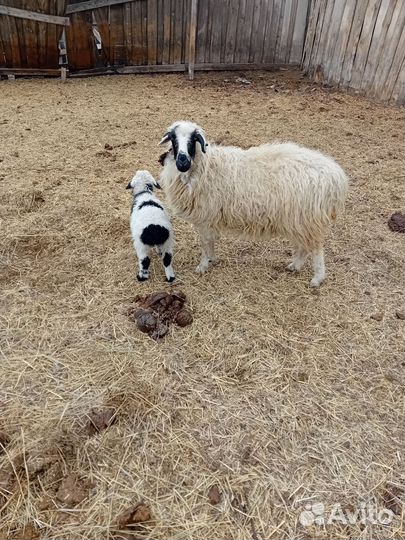 Овцы с ягнятами