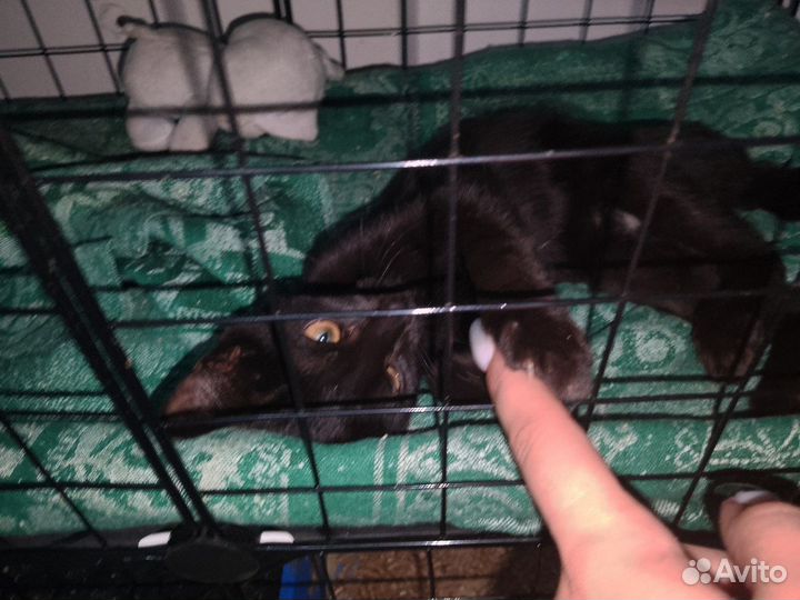 Котенок в добрые руки