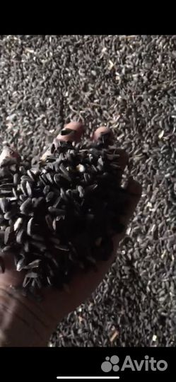 Пшеница 5 класс зерно