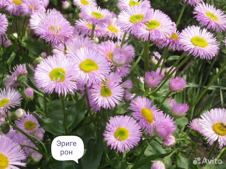 Многолетники Ч. 3.Предварительный заказ