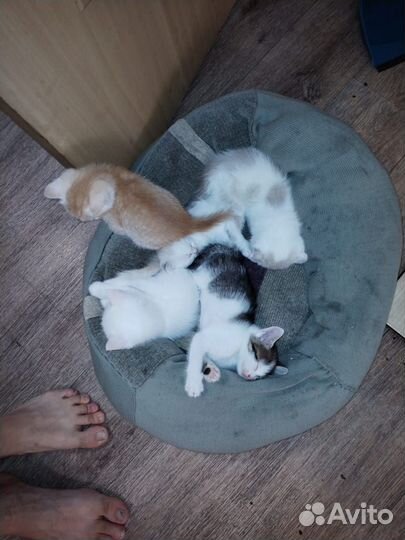 Котята малыши в дар