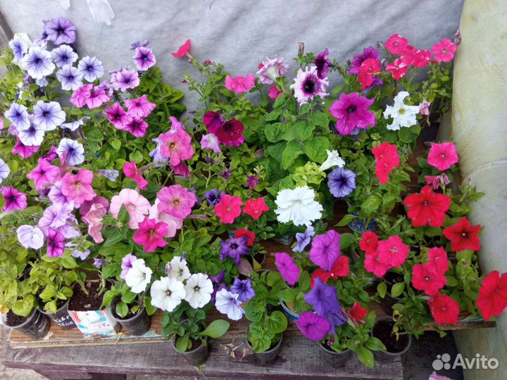 Рассада Петунии