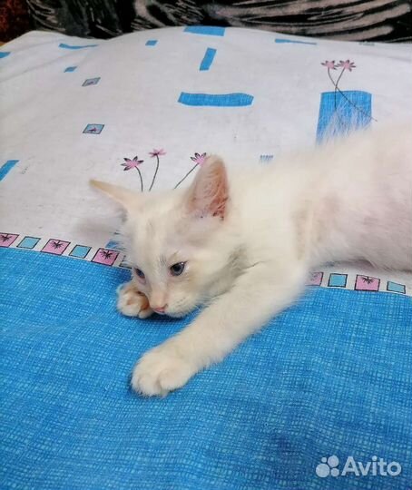 Котята в добрые руки бесплатно