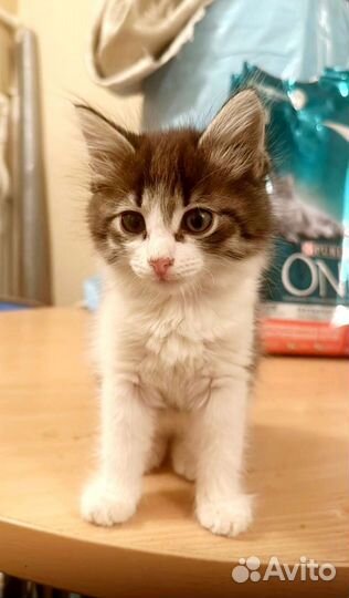 Малыши ласковые в добрые руки