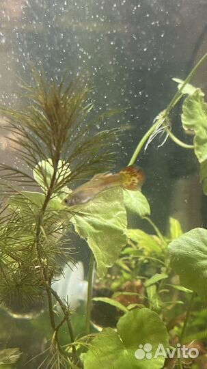 Аквариумные рыбки гуппи