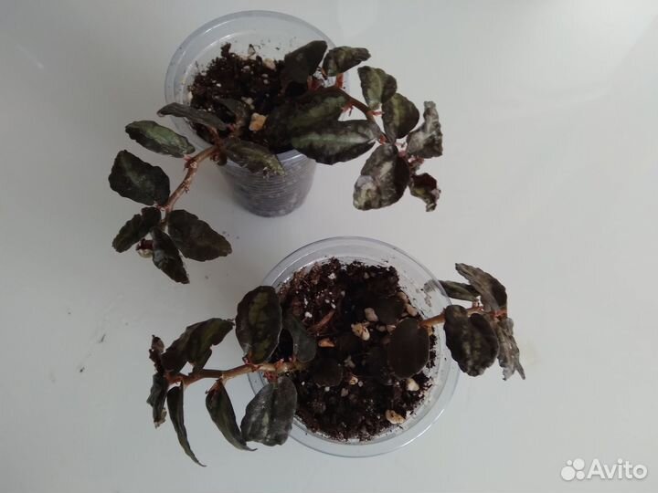 Цветы домашние