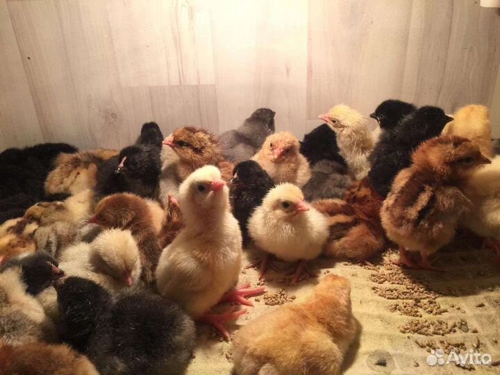 Цыплята кур несушек